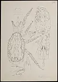 Typhlodromus bulbicolus