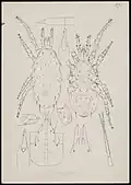Typhlodromus cucumeris