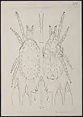 Typhlodromus domesticus