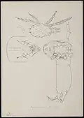 Typhlodromus finlandicus