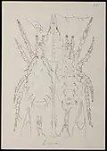 Typhlodromus heveae
