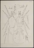 Typhlodromus heveae