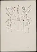 Typhlodromus mali