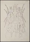 Typhlodromus mali
