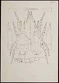 Typhlodromus musci