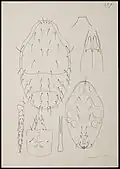 Typhlodromus pomorum