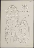 Typhlodromus pomorum