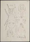 Typhlodromus tiliarum