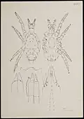 Typhlodromus tiliae