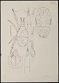 Typhlodromus tiliae