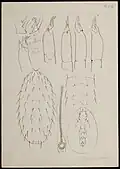 Typhlodromus tineivorus