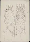 Typhlodromus tineivorus