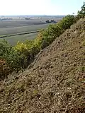 Přírodní rezervace Bielinek (Rezerwat przyrody Bielinek)