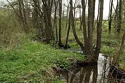 V národní přírodní památce Bystřina – Lužní potok