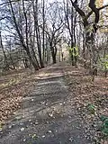 Lesní cesta na hrázi rybníka