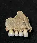 Úlomek horní čelisti neandertálského chlapce z jeskyně Kůlna.