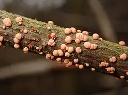 Nectria cinnabarina