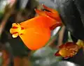 Nematanthus wettsteinii