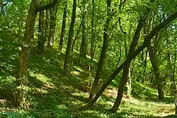 Stráň