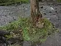 nemocný strom