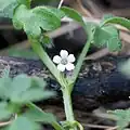 Hajnička Nemophila aphylla