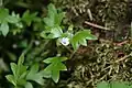 Drobnokvětý druh Nemophila parviflora