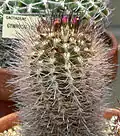 Eriosyce (Neoporteria) subgibbosa subsp. wagenknechtii má mohutné otrnění.