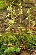 Listera smalli