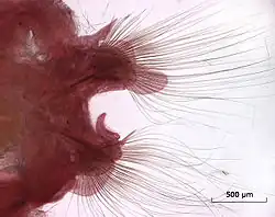 Detailní pohled na parapodia acikulovce s respirační funkcí