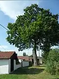 Domek pod stromem