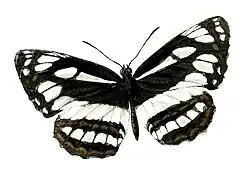 bělopásek