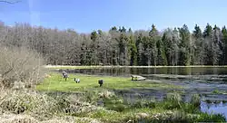 Neslívský rybník