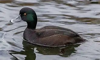 Fotografie poláka tmavého; polák je plave na vodě, je vyfocený z profilu. Jeho peří je tmavé, hlava je výrazně zbarvená do leskle zelené barvy