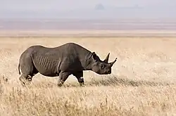 Nosorožec dvourohý (Diceros bicornis), Ngorongoro-Krater, Tanzanie