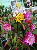 Hybridní Epiphyllum v květinářství