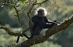 Nilgirilangoor