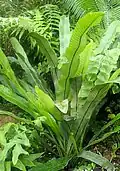 Niphidium albopunctatissimum