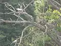 Ptactvo