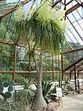 Kvetoucí bokarnea tlustokmenná v botanické zahradě university v Cambridge
