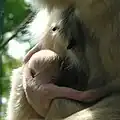 Čtyřdenní mládě gibona žlutolícího