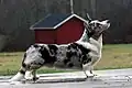 Welsh Corgi Cardigan - tzv. liščí ocas sahající až k zemi