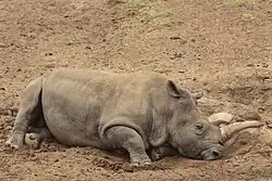 Nosorožcice Nola v ZOO San Diego