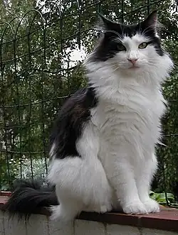 Norská lesní kočka