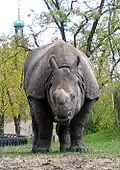Samec v Zoologické zahradě Varšava