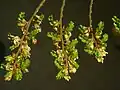 Kvetoucí větévky pabuku jižního (Nothofagus antarctica)