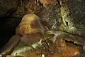 Stalagmity v Nové Amatérské jeskyni