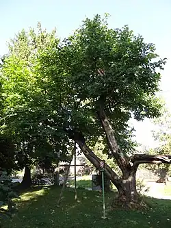 Novoměstský křehovětvec v parku před vilou čp. 853