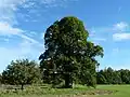 Novoroudenská lípa