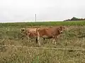 Krávy na poli