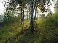 Porost na vrchu nad náměstím (vpravo za porostem obrysy zdravotního střediska, úplně vlevo věž kostela)